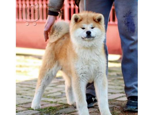 PoulaTo: Akita Inu